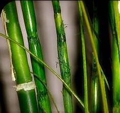 bambu2web1